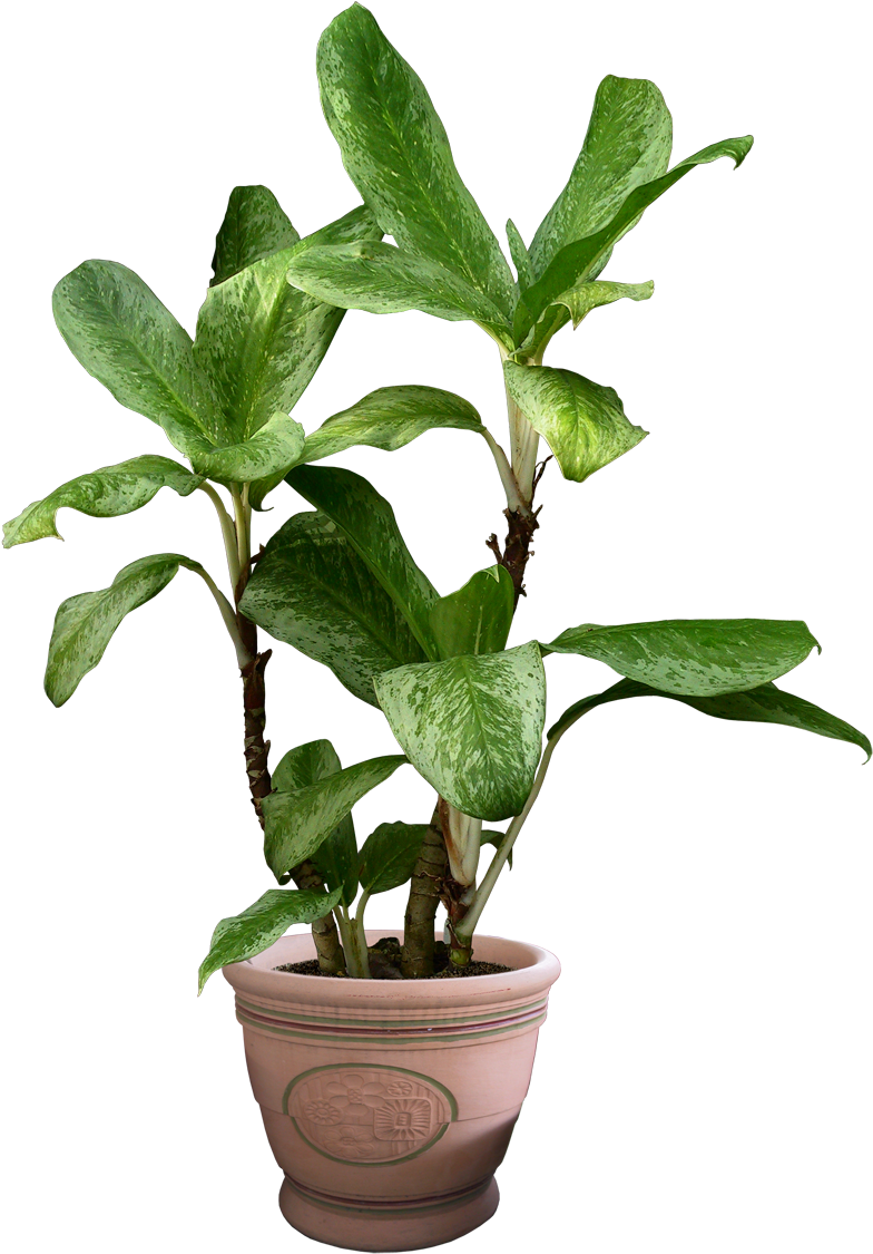 a plant in a ceramic pot